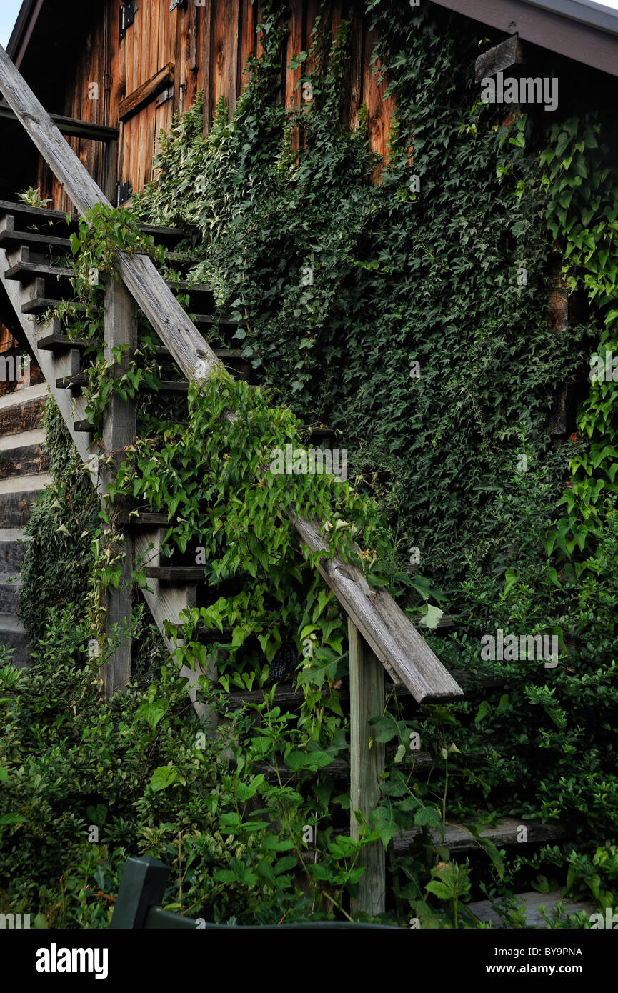 Un escalier couvert de lierre, au centre-ville de Cherokee, Caroline du Nord. Banque D'Images