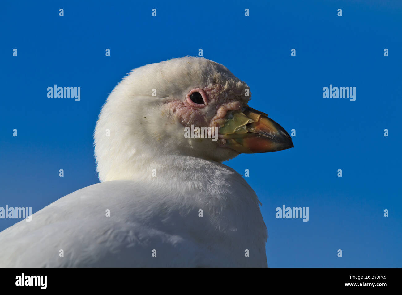 Close-up of Snowy Sheathbill (Chionis alba), la Géorgie du Sud Banque D'Images