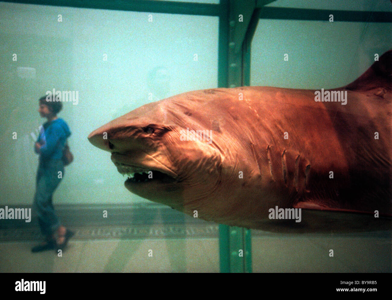 "L'impossibilité physique de la mort dans l'esprit de quelqu'un vivant" par Damien Hirst au musée de Brooklyn à New York en 1999 Banque D'Images