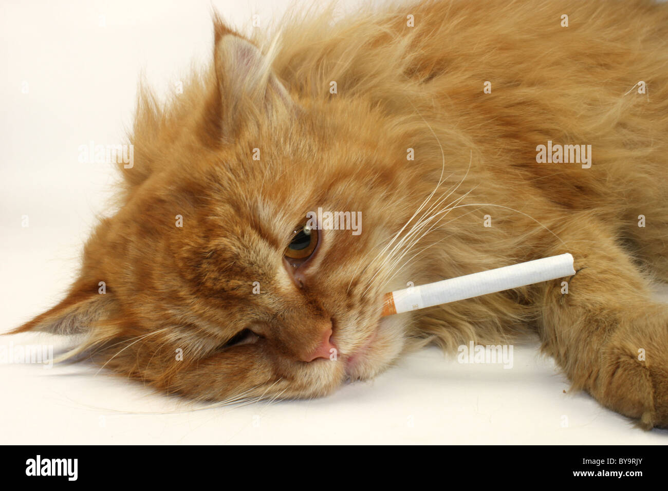 Chat De Gingembre Avec Une Cigarette Sur Un Fond Blanc Close Up Photo Stock Alamy