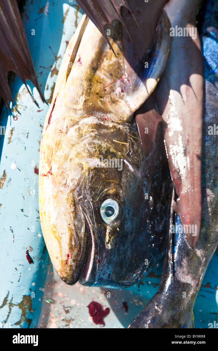 Le poisson fraîchement pêché golden Dorado couché dans fond de bateau de pêche sur la plage de Puerto Angel l'état d'Oaxaca au Mexique Banque D'Images