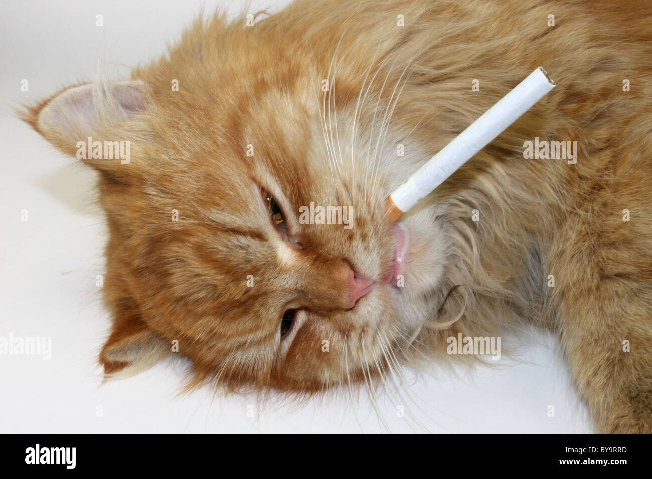 Chat De Gingembre Avec Une Cigarette Sur Un Fond Blanc Close Up Photo Stock Alamy Chat De Gingembre Avec Une Cigarette Sur Un Fond Blanc Close Up Photo Stock Alamy