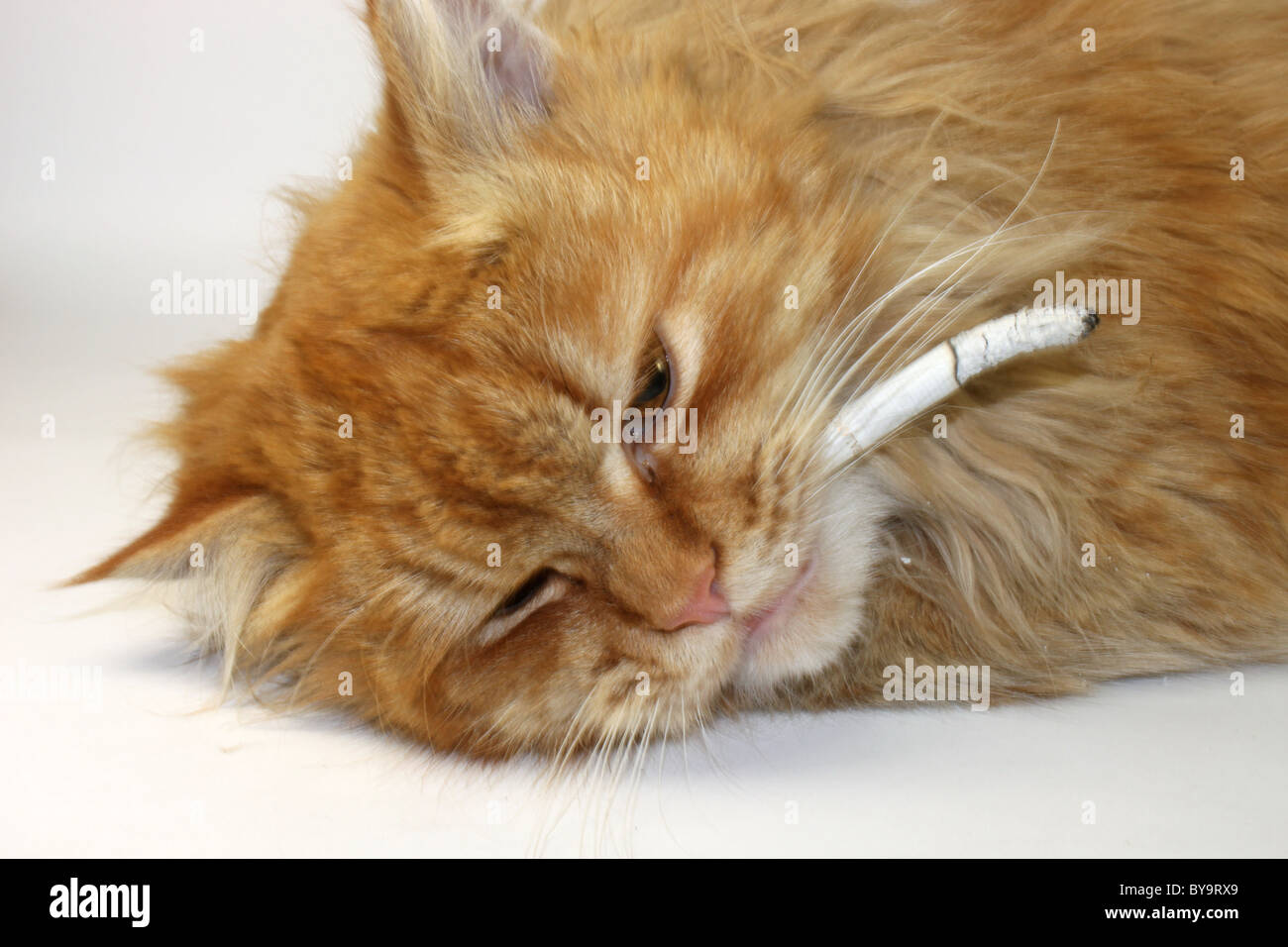 Chat De Gingembre Avec Une Cigarette Sur Un Fond Blanc Close Up Photo Stock Alamy Chat De Gingembre Avec Une Cigarette Sur Un Fond Blanc Close Up Photo Stock Alamy