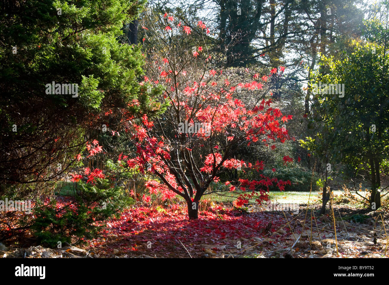 Acer japonais jardins de Threave, NTS Banque D'Images