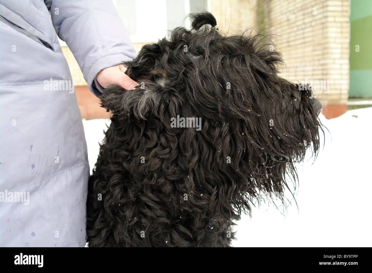 Chien Terrier Noir Russe avec la maîtresse dans la rue, l'hiver dans la région de Moscou, Russie Banque D'Images