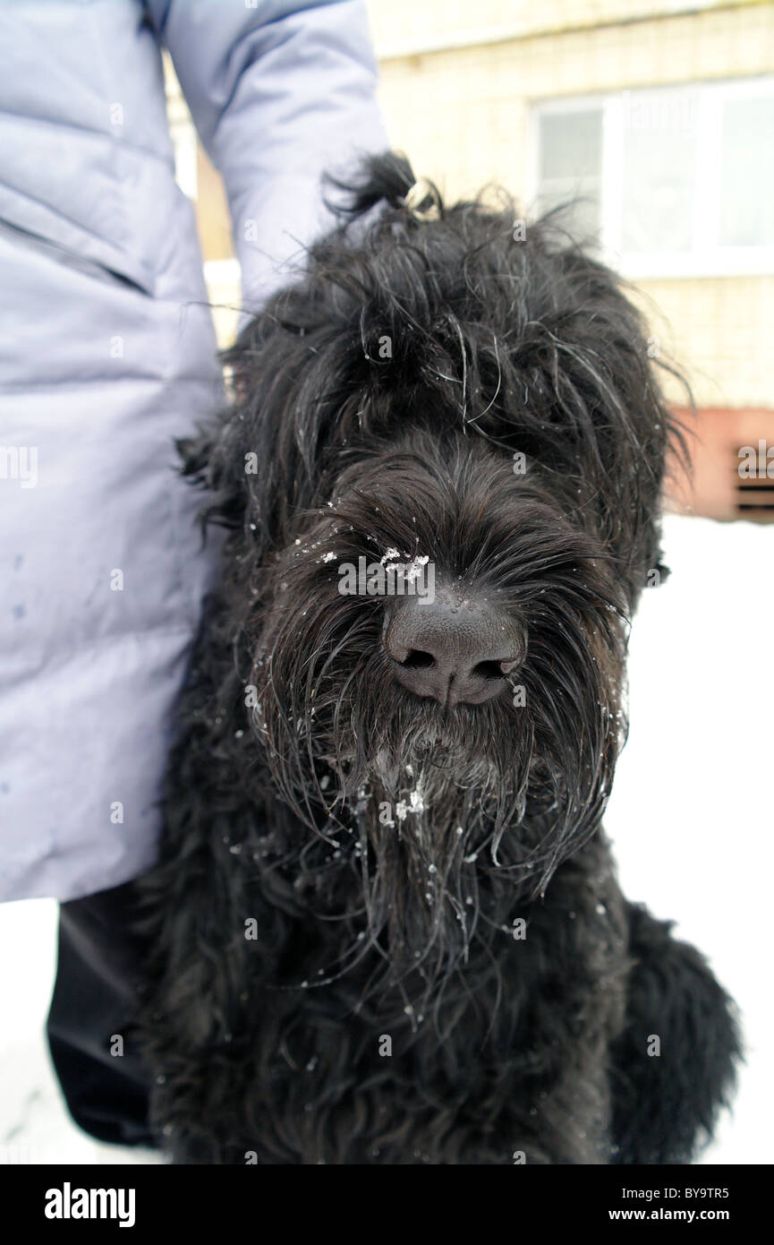 Chien Terrier Noir Russe avec la maîtresse dans la rue, l'hiver dans la région de Moscou, Russie Banque D'Images