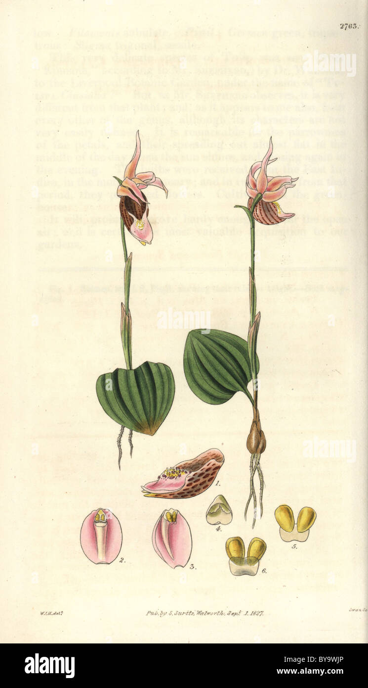 Borealis Calypso Calypso orchid rose et marron avec des fleurs. Nymphe de la Nord. Banque D'Images