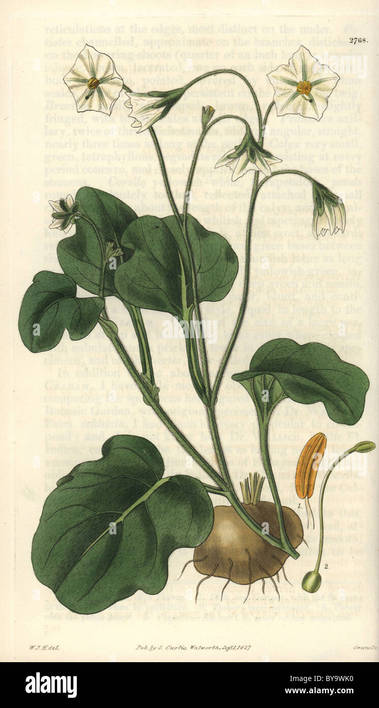 Solanum montanum Banque de photographies et d’images à haute résolution Alamy