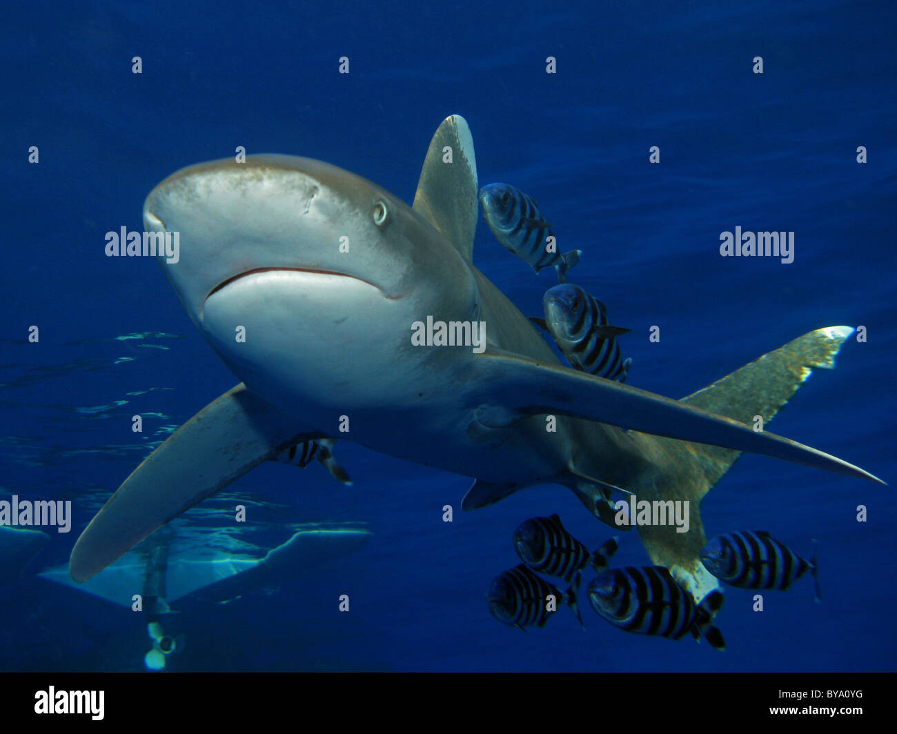 Requin océanique (Carcharhinus longimanus) Banque D'Images