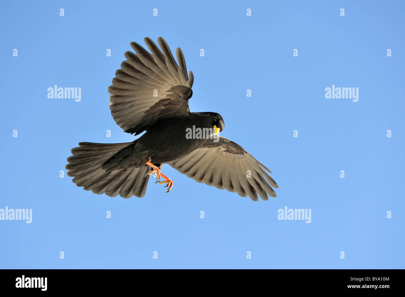 Crave à bec jaune, alpine chough (Pyrrhocorax graculus) à la recherche de nourriture, Swiss Alps, Switzerland, Europe Banque D'Images