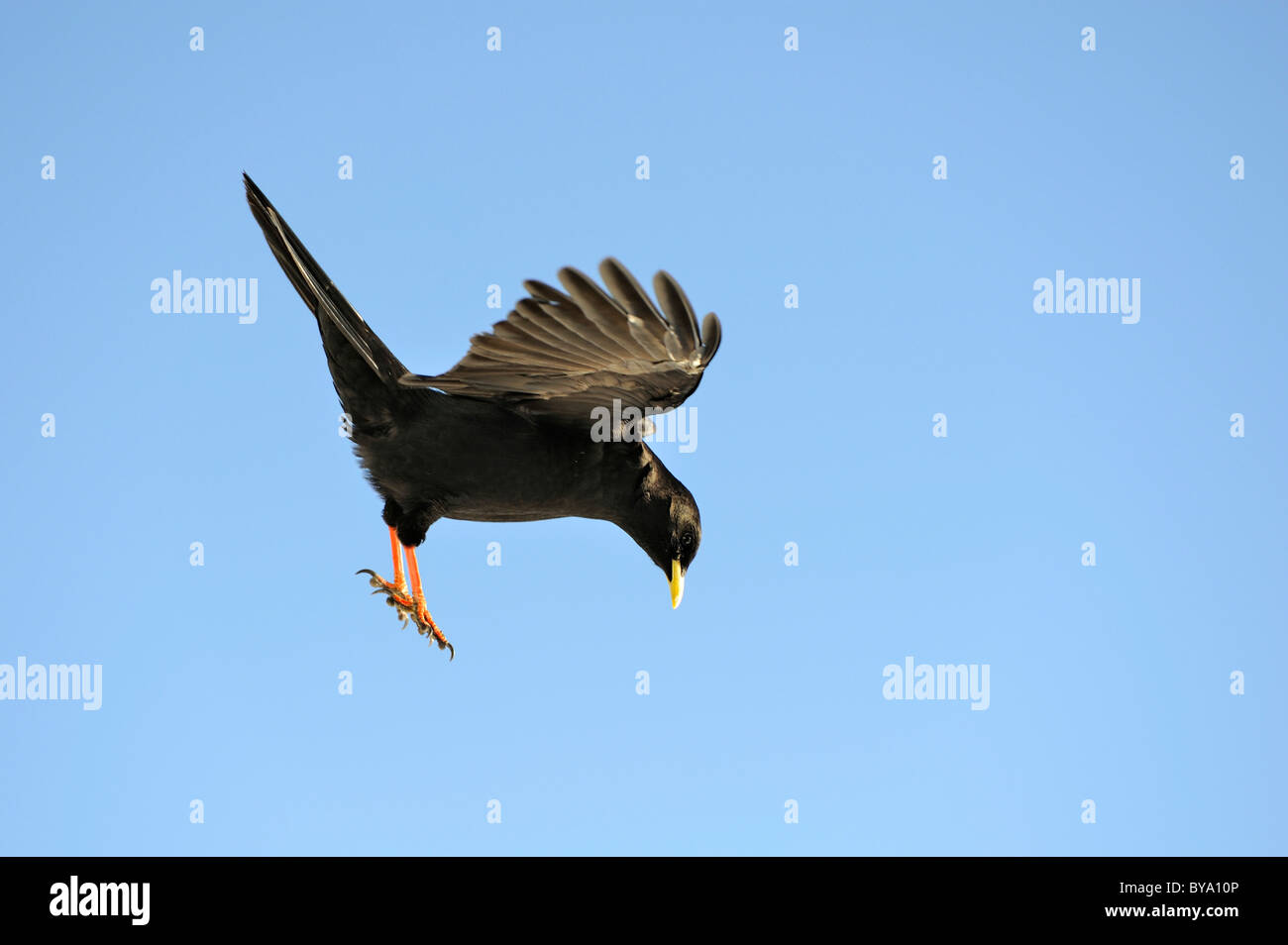 Crave à bec jaune, alpine chough (Pyrrhocorax graculus) à la recherche de nourriture, Swiss Alps, Switzerland, Europe Banque D'Images