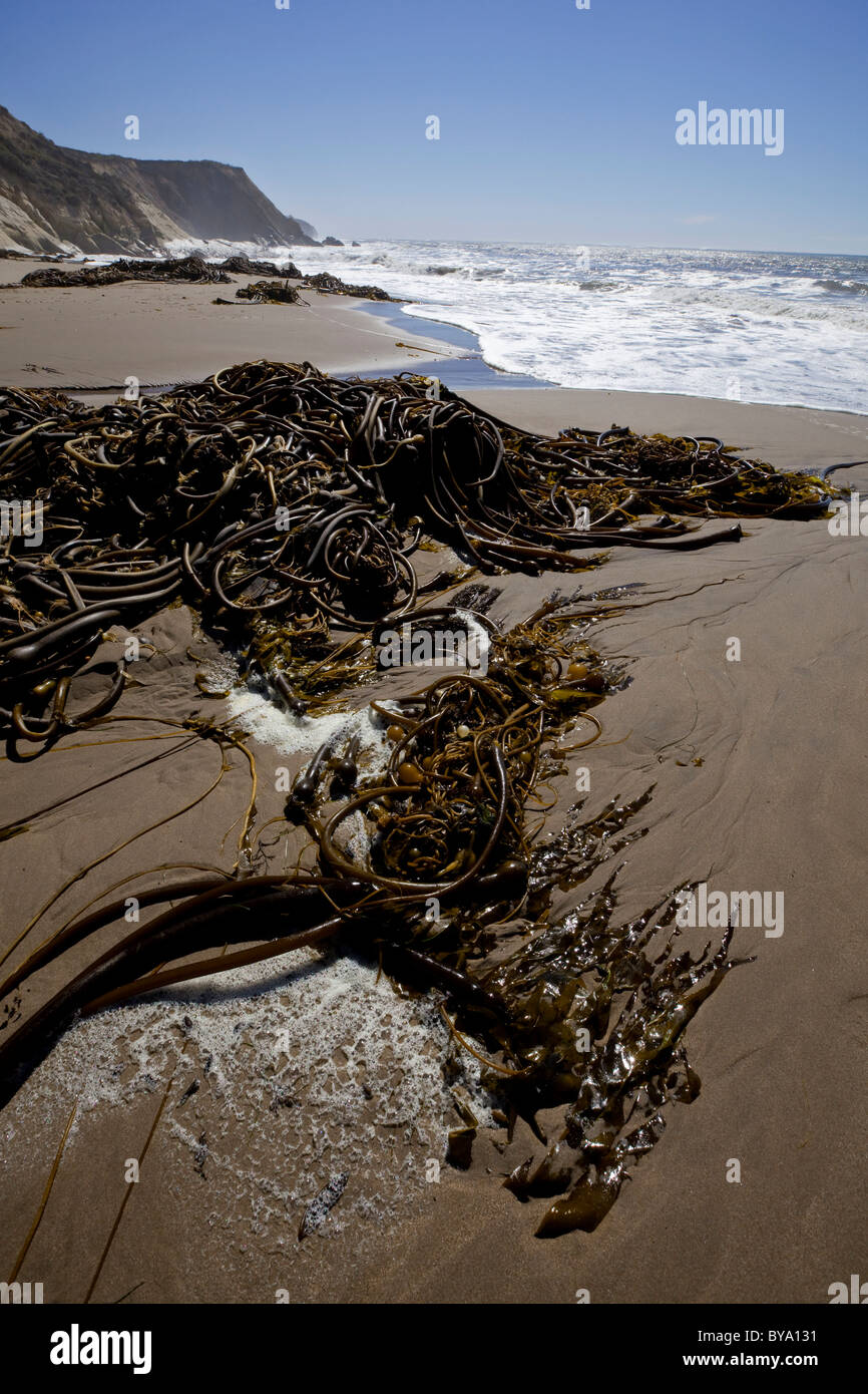 Anchor Bay, Mendocino County, Californie, USA Banque D'Images