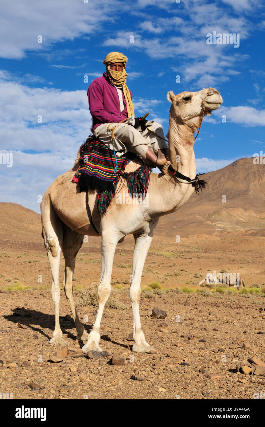 Touareg, Targi, homme assis sur un chameau, Hoggar, montagnes de l'Ahaggar, Tamanrasset Wilaya, Algérie, Sahara, Afrique du Nord, Afrique Banque D'Images