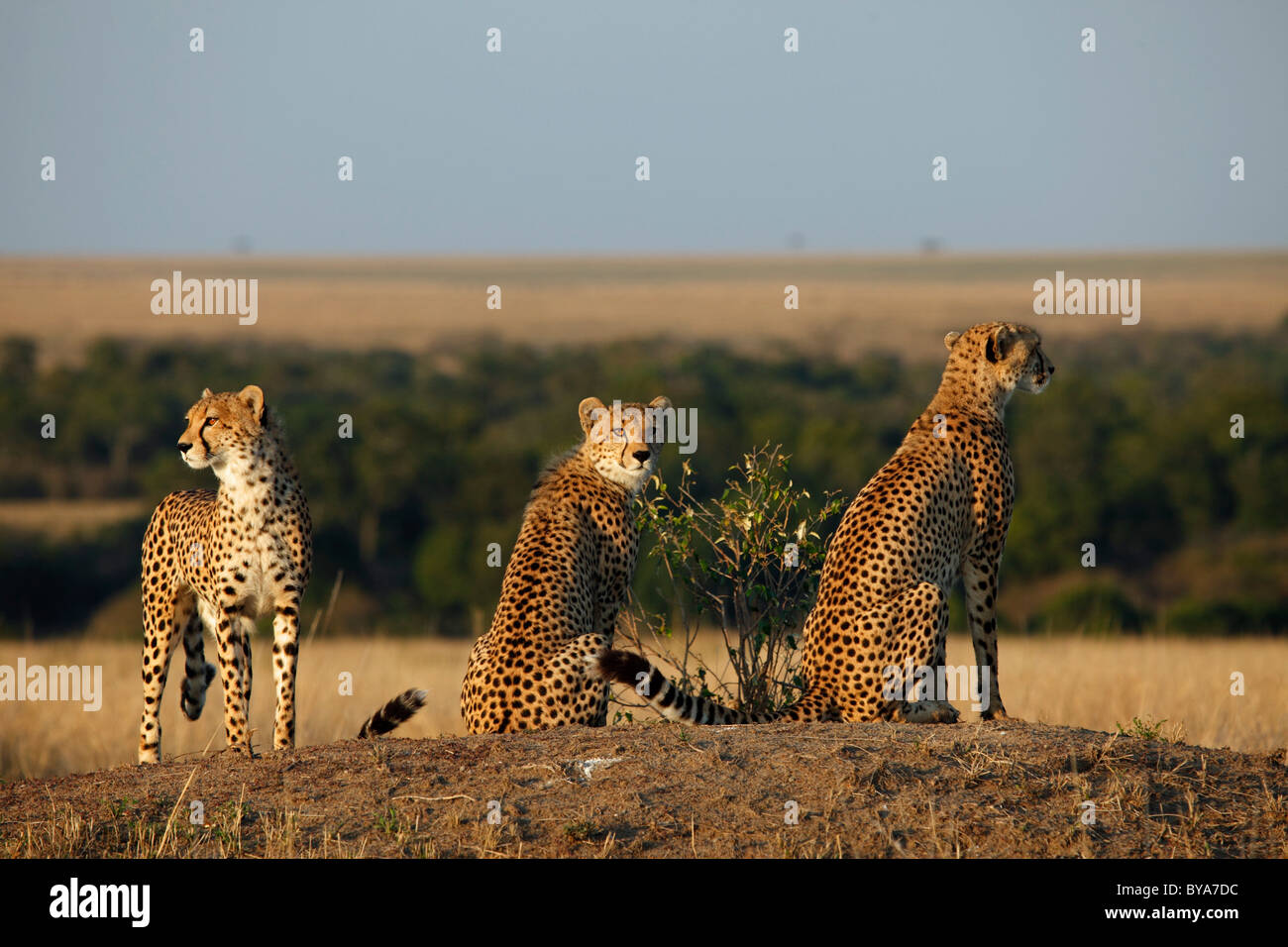 Le Guépard (Acinonyx jubatus), Masai Mara, Kenya, Afrique Banque D'Images