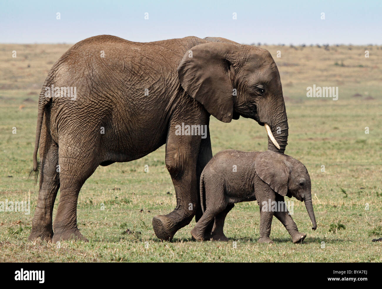 Elephant (Loxodonta africana) et son veau, Masai Mara, Kenya, Afrique Banque D'Images