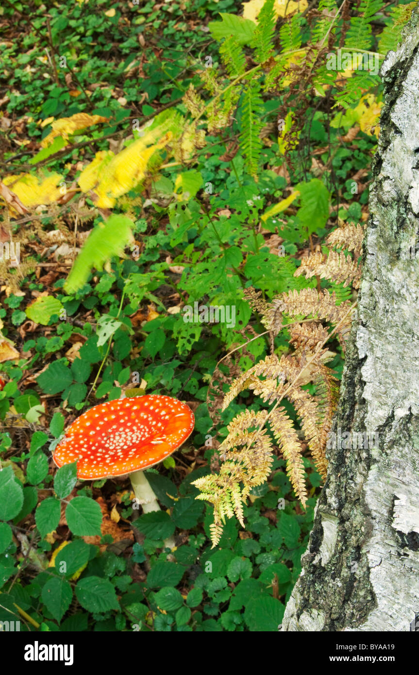 Champignons Agaric Fly. Banque D'Images