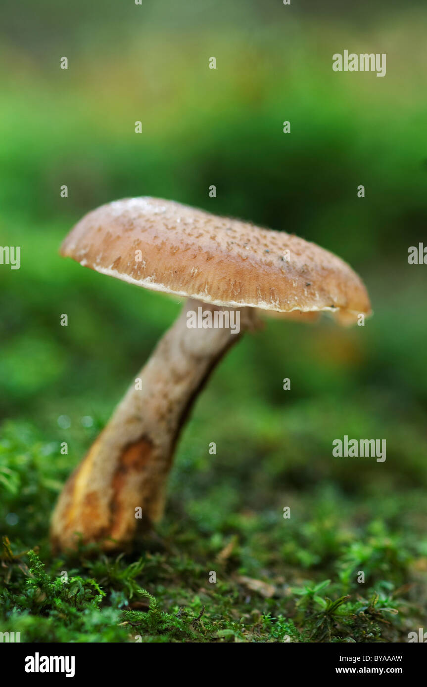 Le miel, champignon Armillaria ostoyae, Kent, Angleterre. Banque D'Images