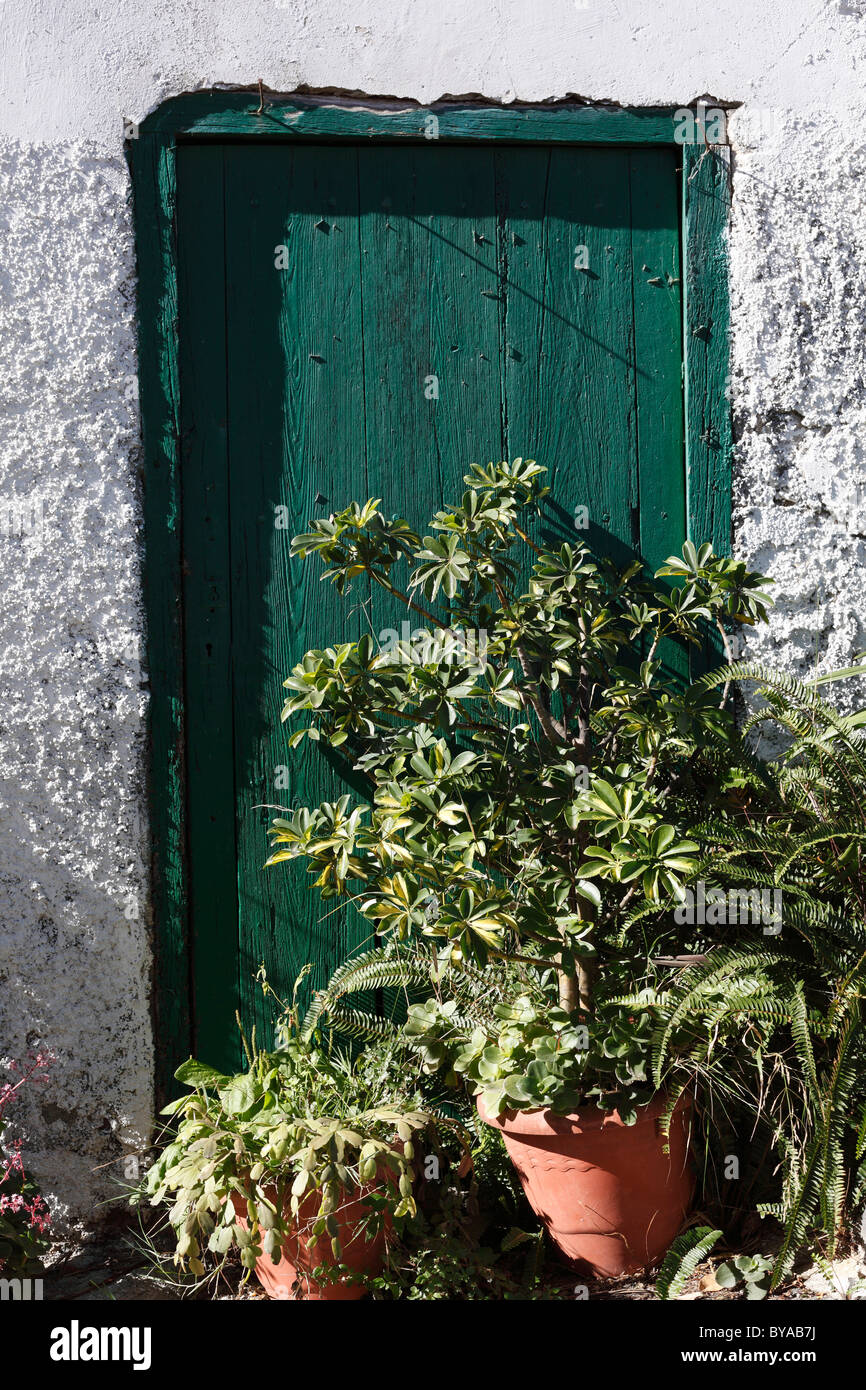 Plantes en pot à l'extérieur de la porte, village de Macayo près de Vallehermoso, La Gomera, Canary Islands, Spain, Europe Banque D'Images