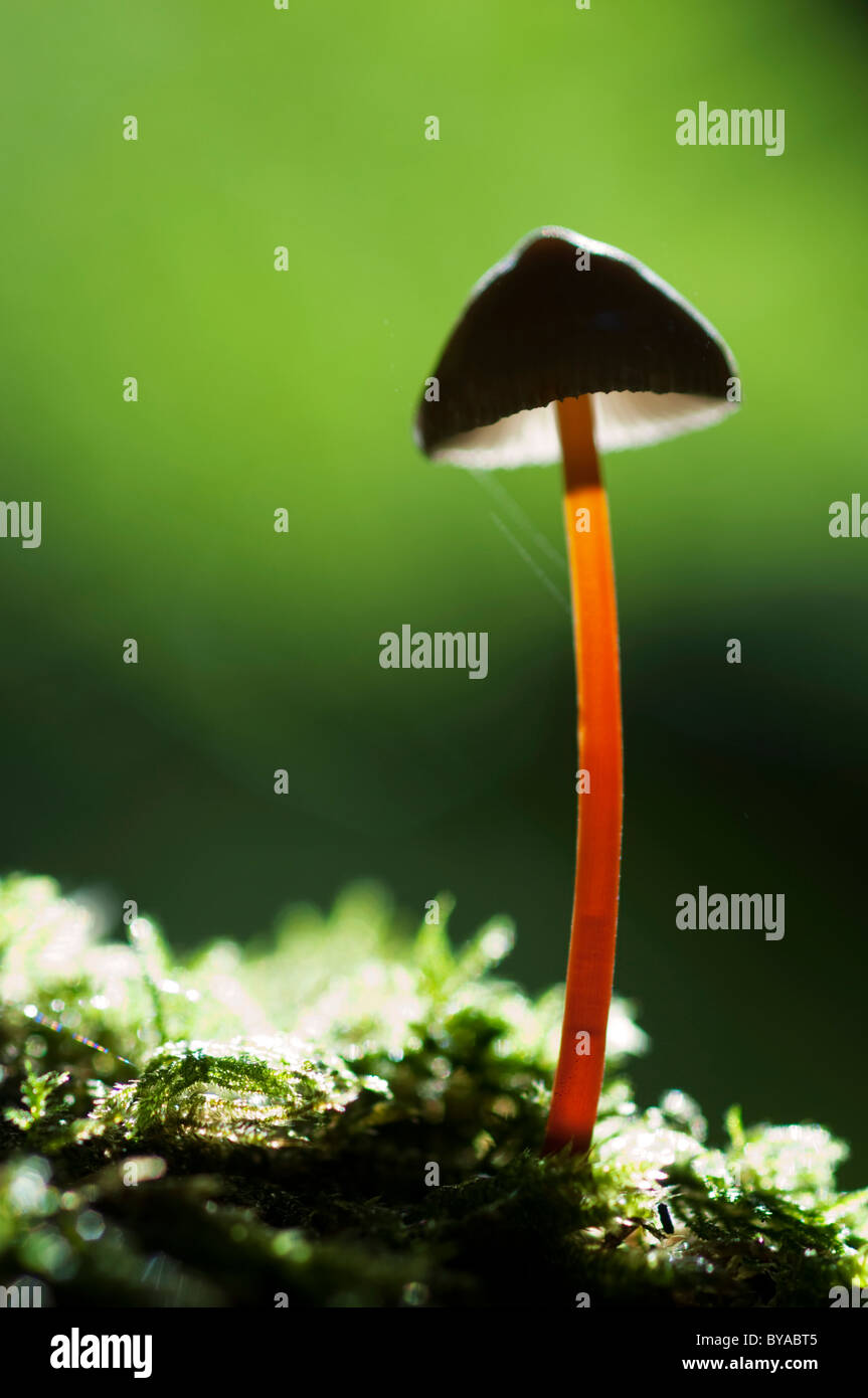 Saffrondrop Bonnet (Mycena crocata) Kent, Angleterre. Banque D'Images