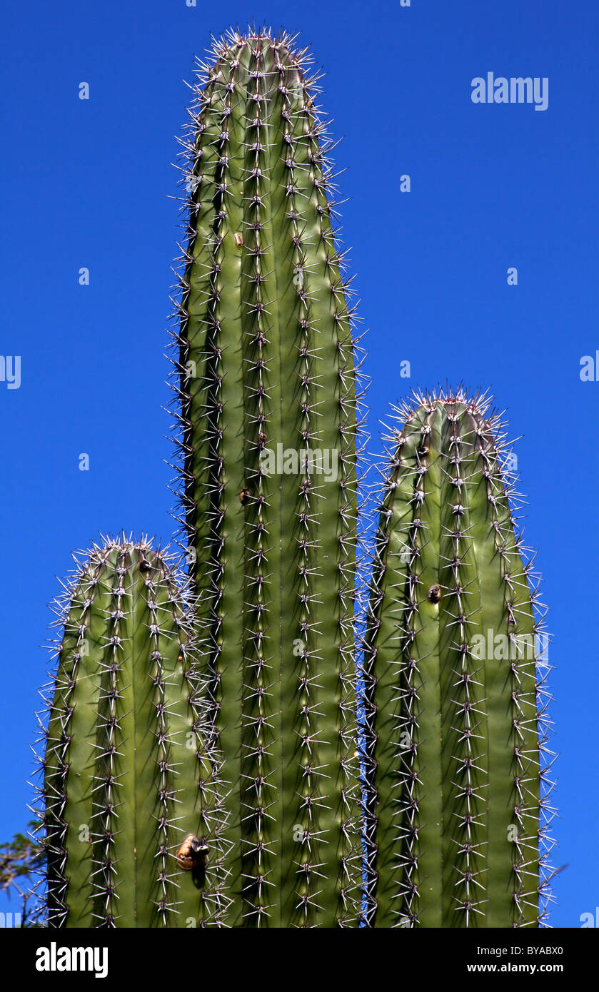 Cactus à fleurs Banque D'Images