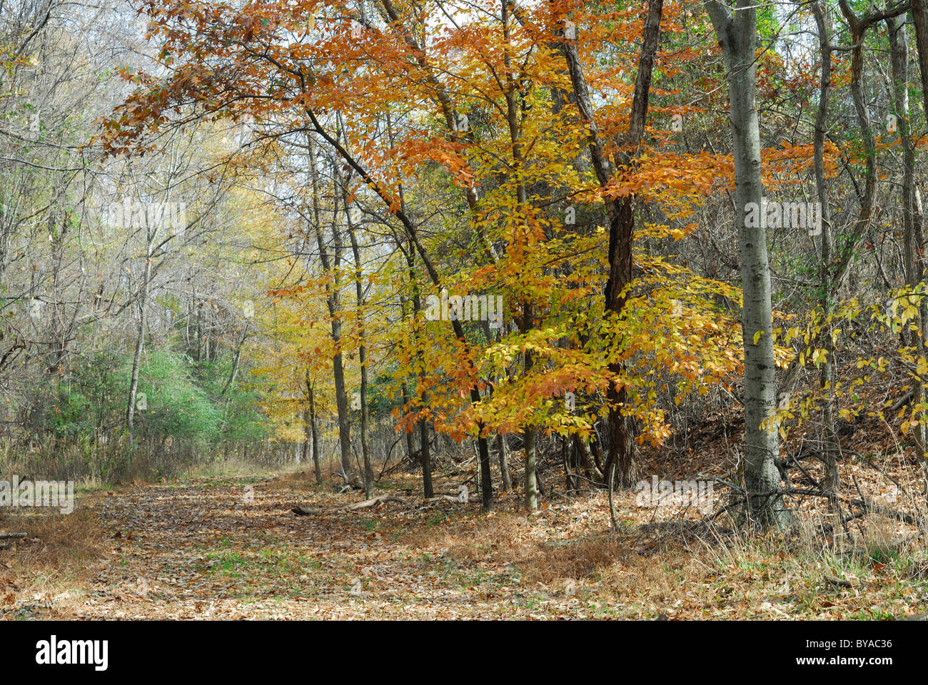 Feuillage d'automne dans la région de Chester, Virginie, novembre 2009. Banque D'Images