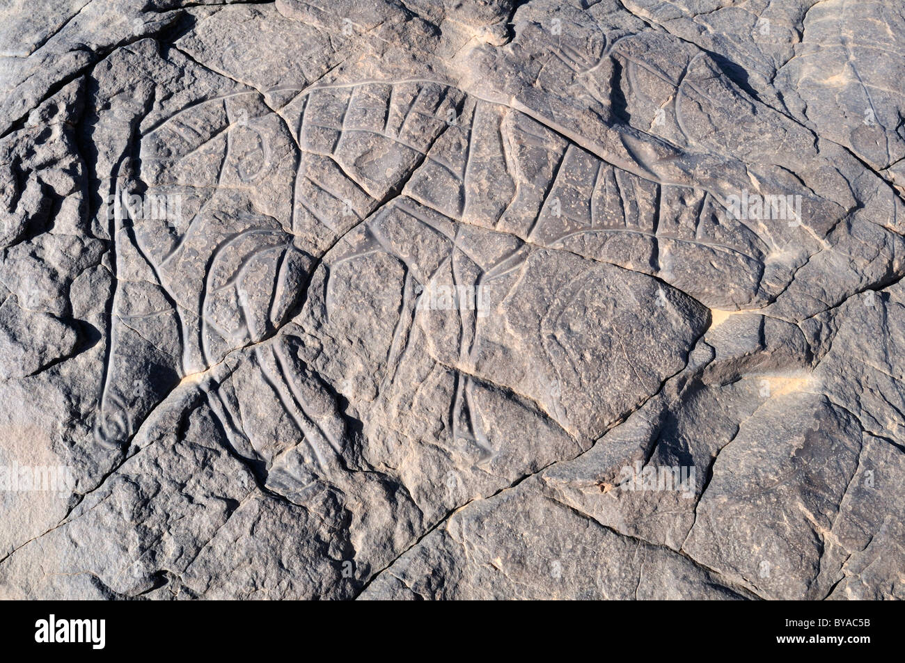 Gravure rupestre préhistorique d'une gazelle, l'art rupestre néolithique du Tinterhert, Didier Vallée, le Tassili n'Ajjer National Park Banque D'Images