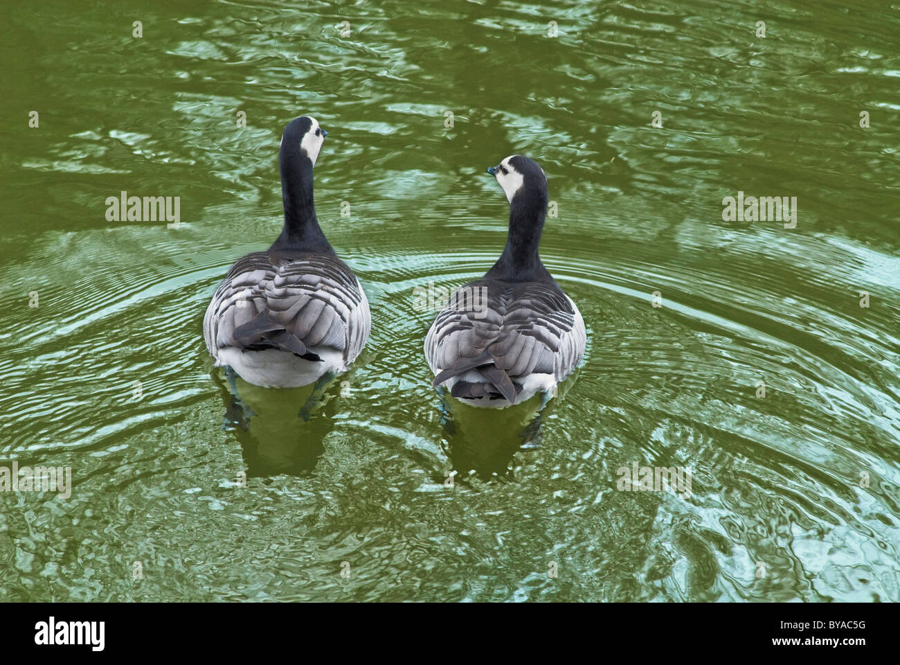 Une paire d'oies du Canada (Branta canadensis), Stockholm, Suède Banque D'Images