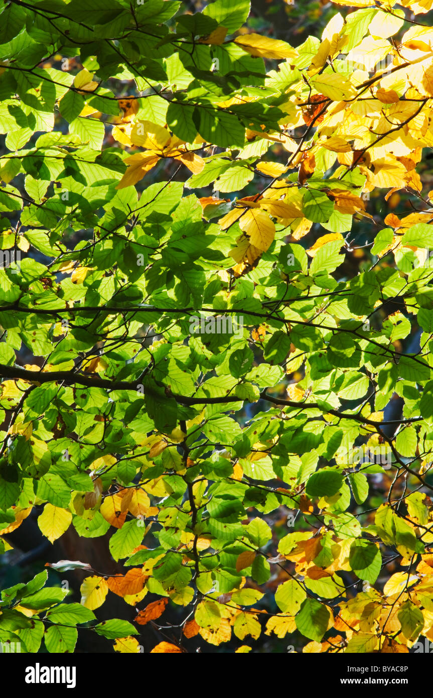 Hêtre européen (Fagus sylvatica) laisse tourner, Kent, Angleterre, automne. Banque D'Images