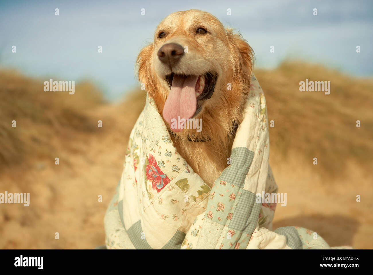 Portrait chien sur plage à l'édredon. Automne Banque D'Images