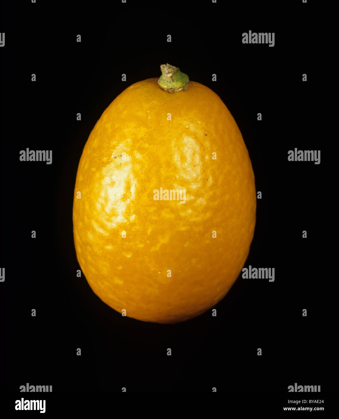 Ensemble de fruits kumquat ovale divers Banque D'Images