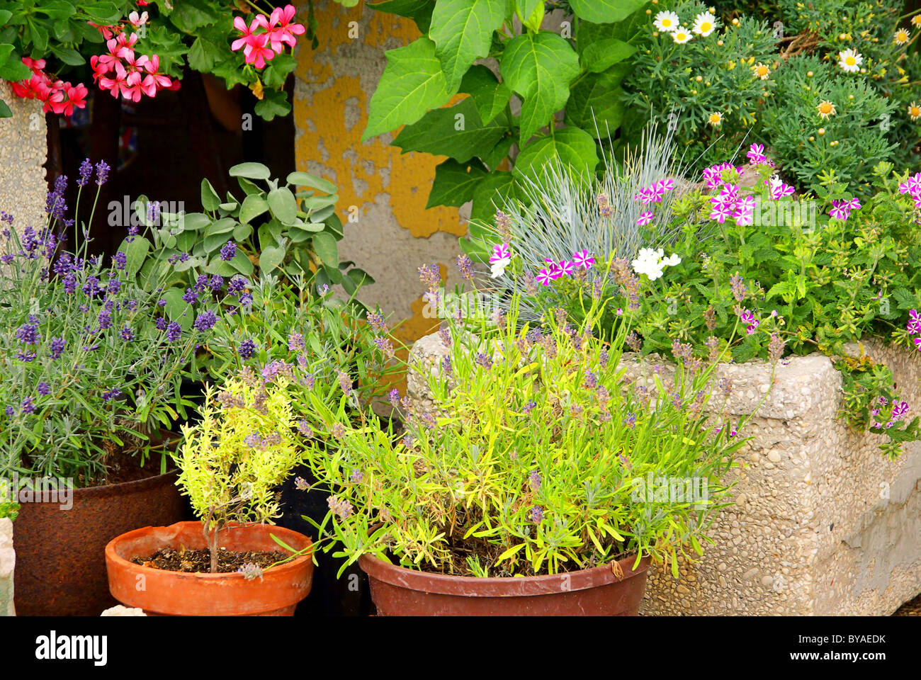 Blumentopf Lavendel - pot de fleurs de lavande 01 Banque D'Images