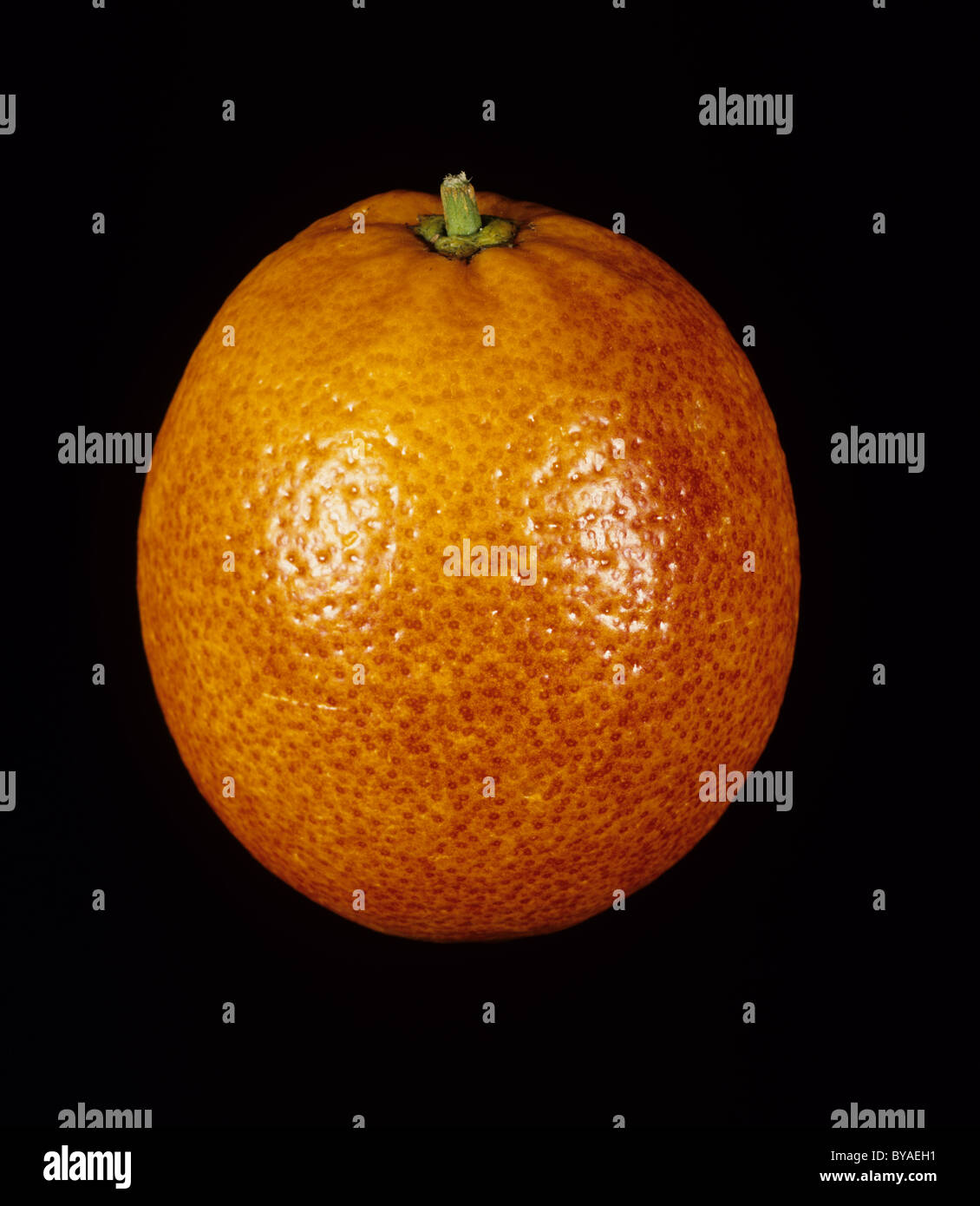 Sang entier fruits orange variété Moro Banque D'Images