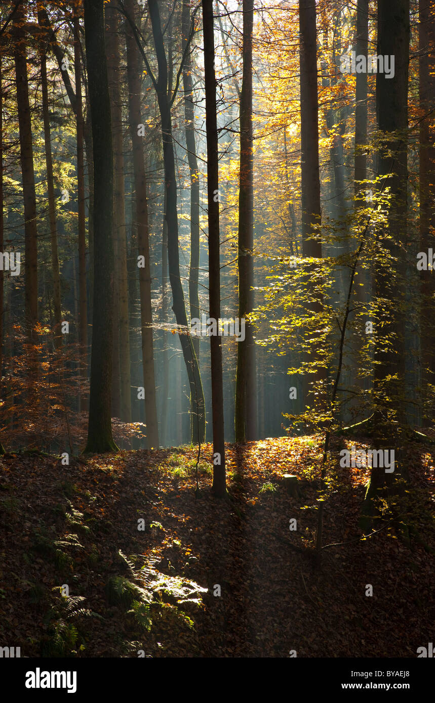 Les rayons du soleil dans une forêt d'automne, Styrie, Autriche, Europe Banque D'Images