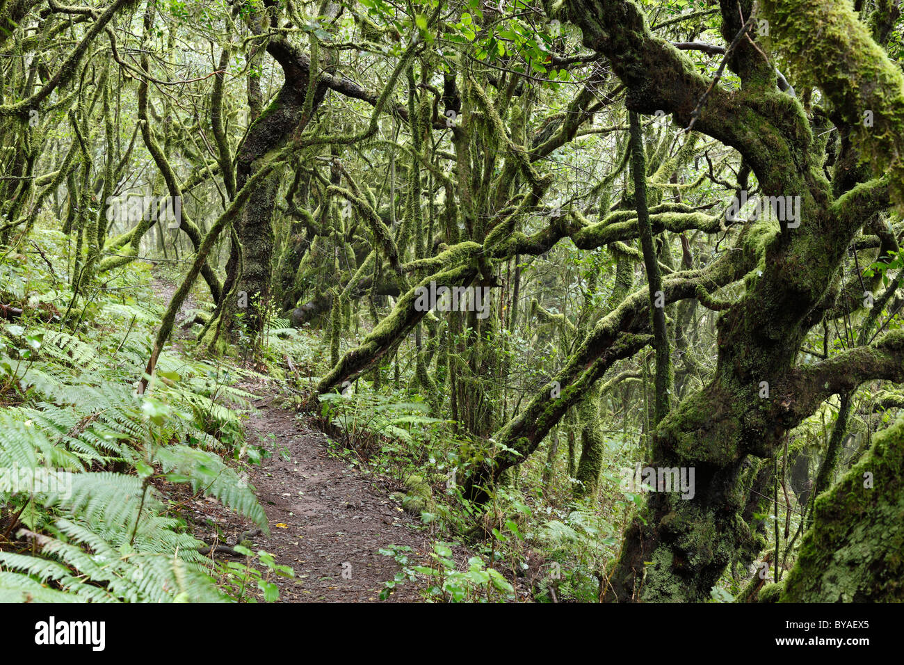 Sentier forestier dans une forêt d'arbres laurel, Parc National de Garajonay, île de La Gomera, Canary Islands, Spain, Europe Banque D'Images