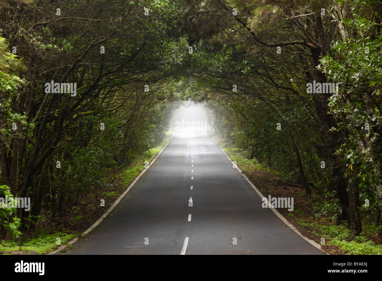 Route à travers une forêt d'arbres laurel, Parc National de Garajonay, île de La Gomera, Canary Islands, Spain, Europe Banque D'Images