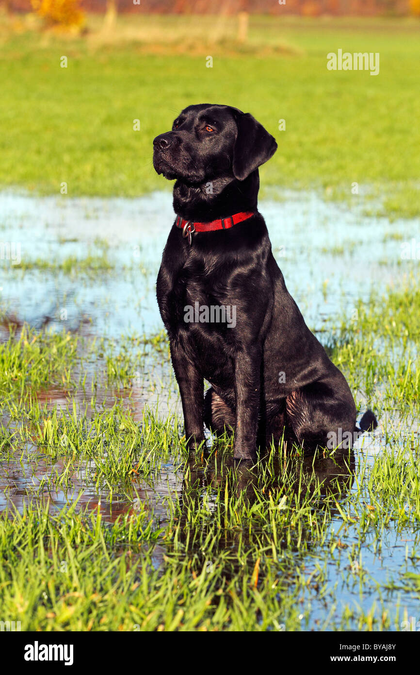 Labrador noir chien (Canis lupus familiaris), homme, assis dans une prairie humide à l'automne Banque D'Images