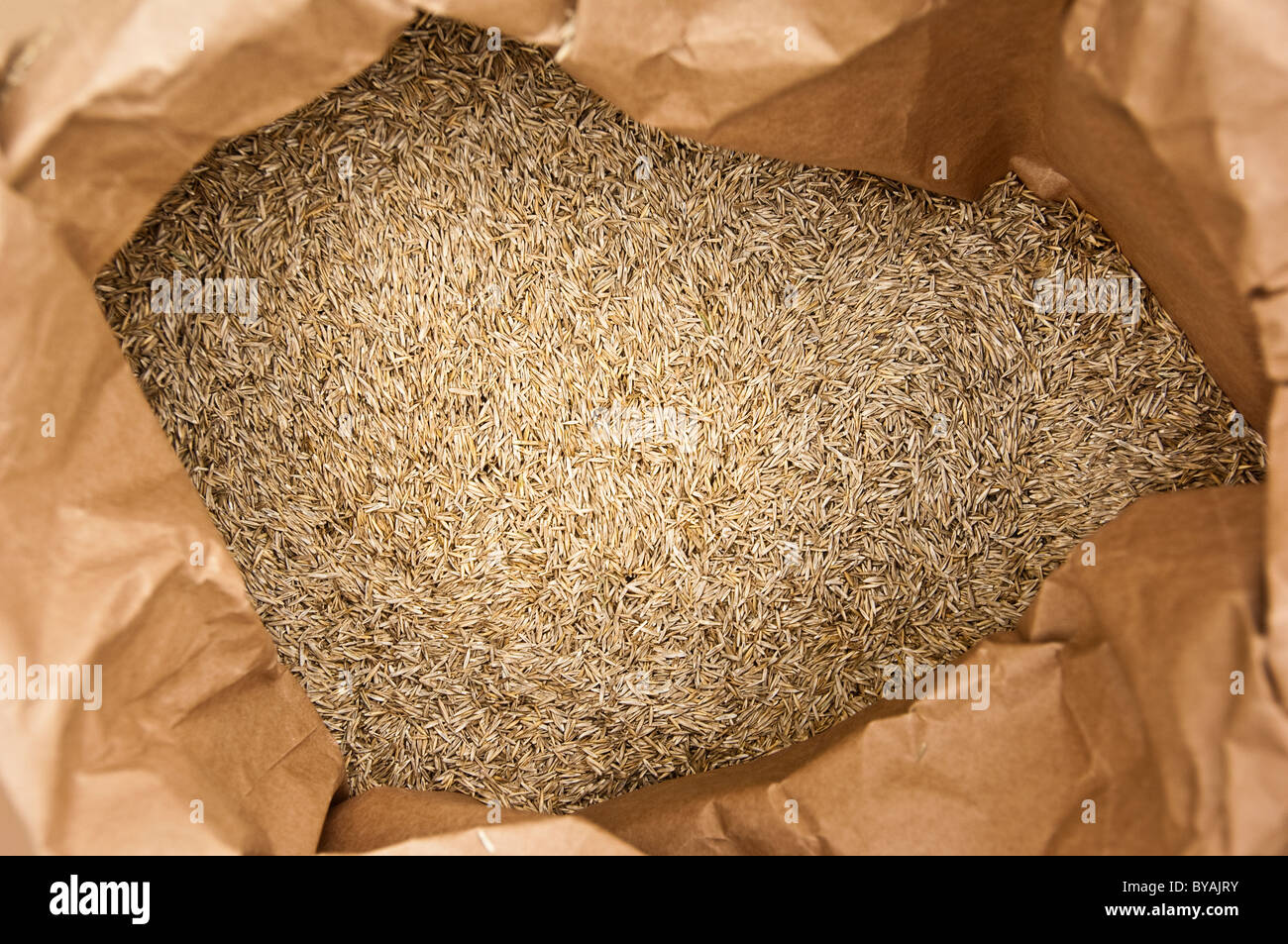 Close up of seed en sac Banque D'Images