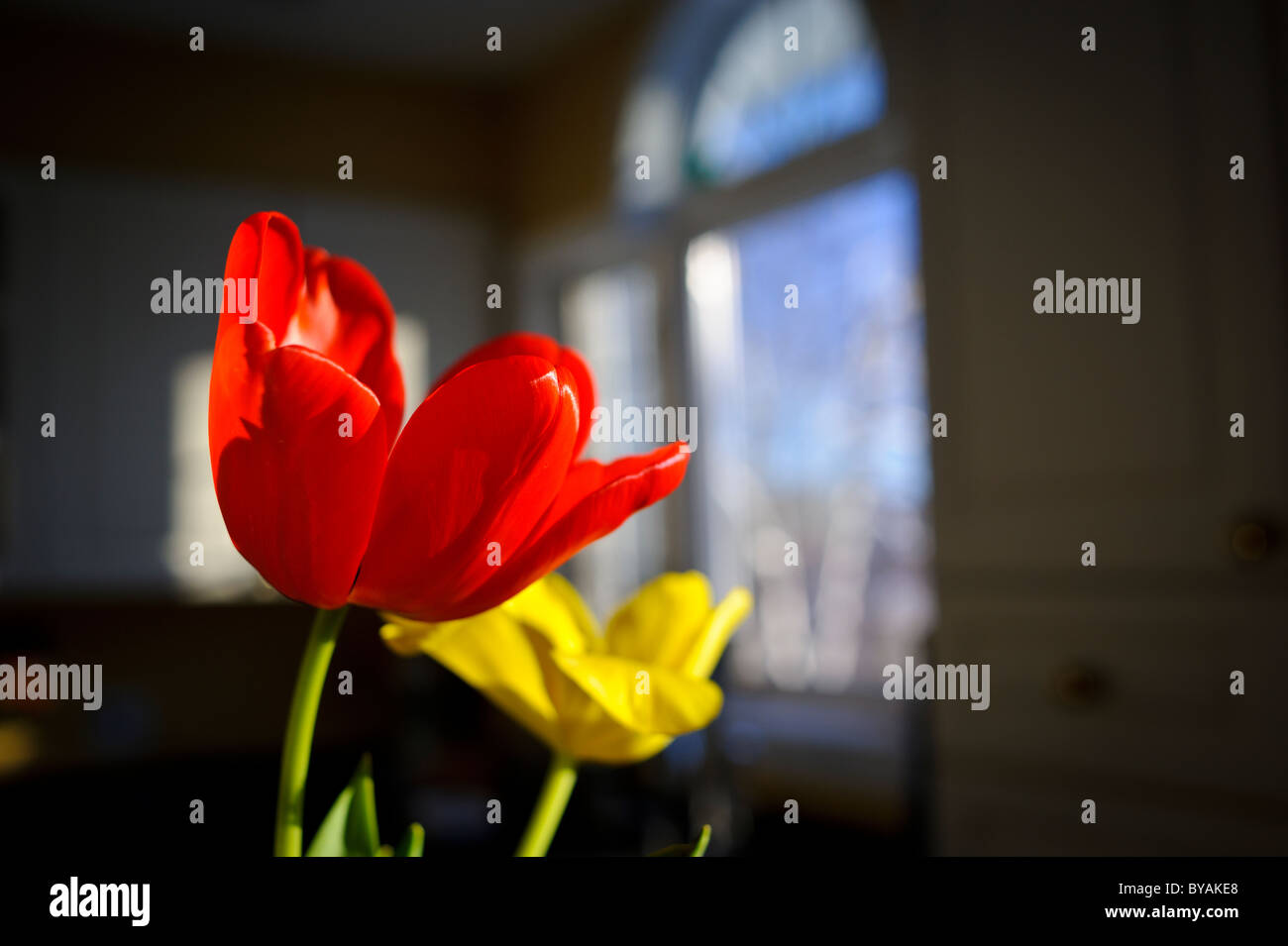 Tulipe rouge sur un fond noir et fenêtre Banque D'Images