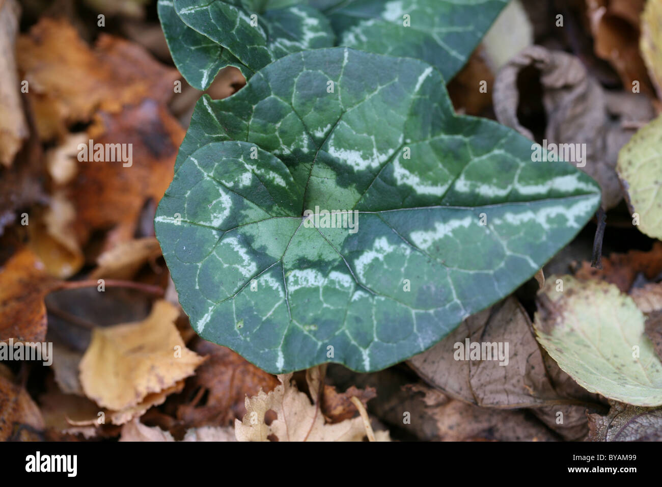 feuille de cyclamen Banque D'Images