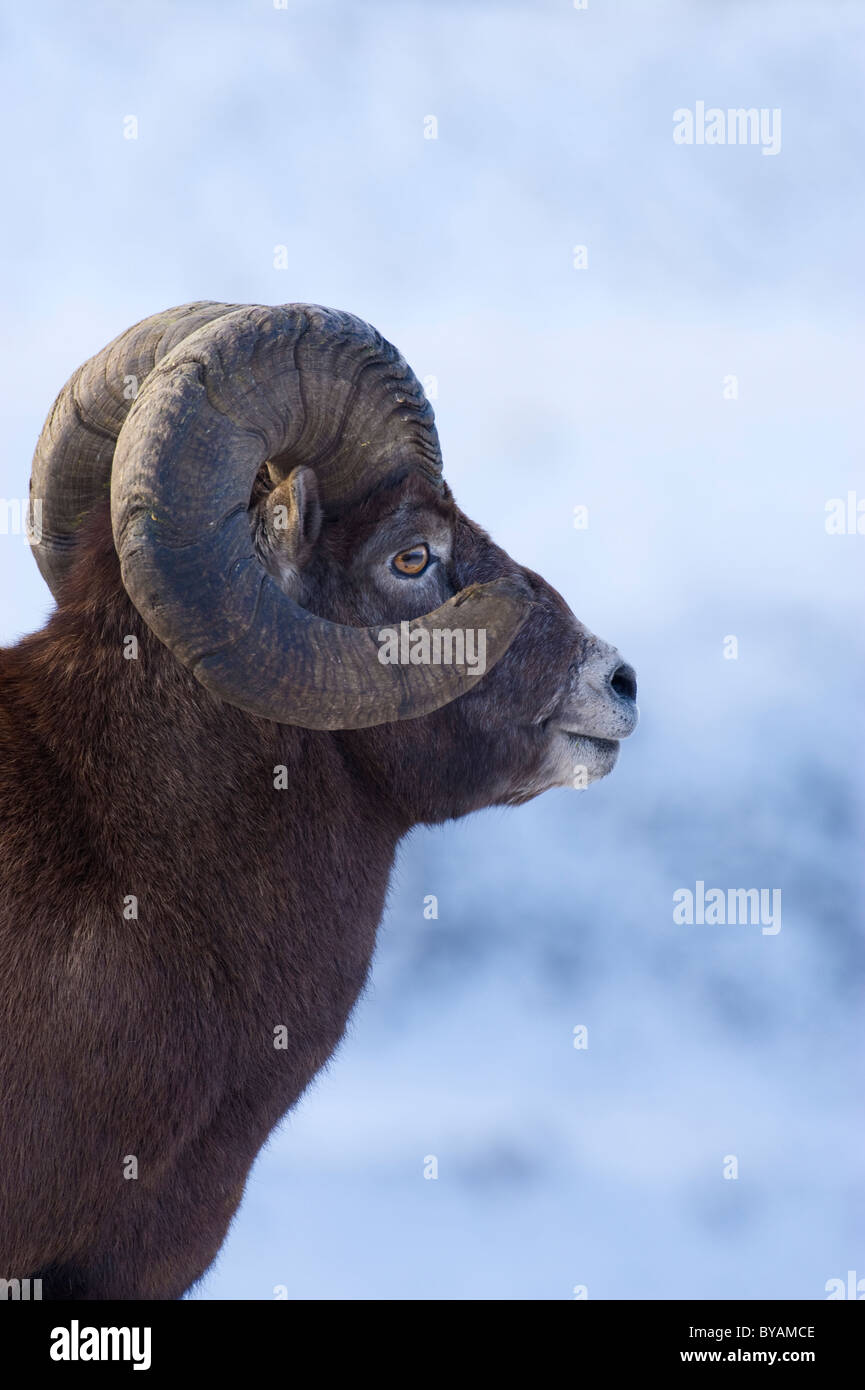 Une vue latérale de l'image portrait d'un mouflon Banque D'Images