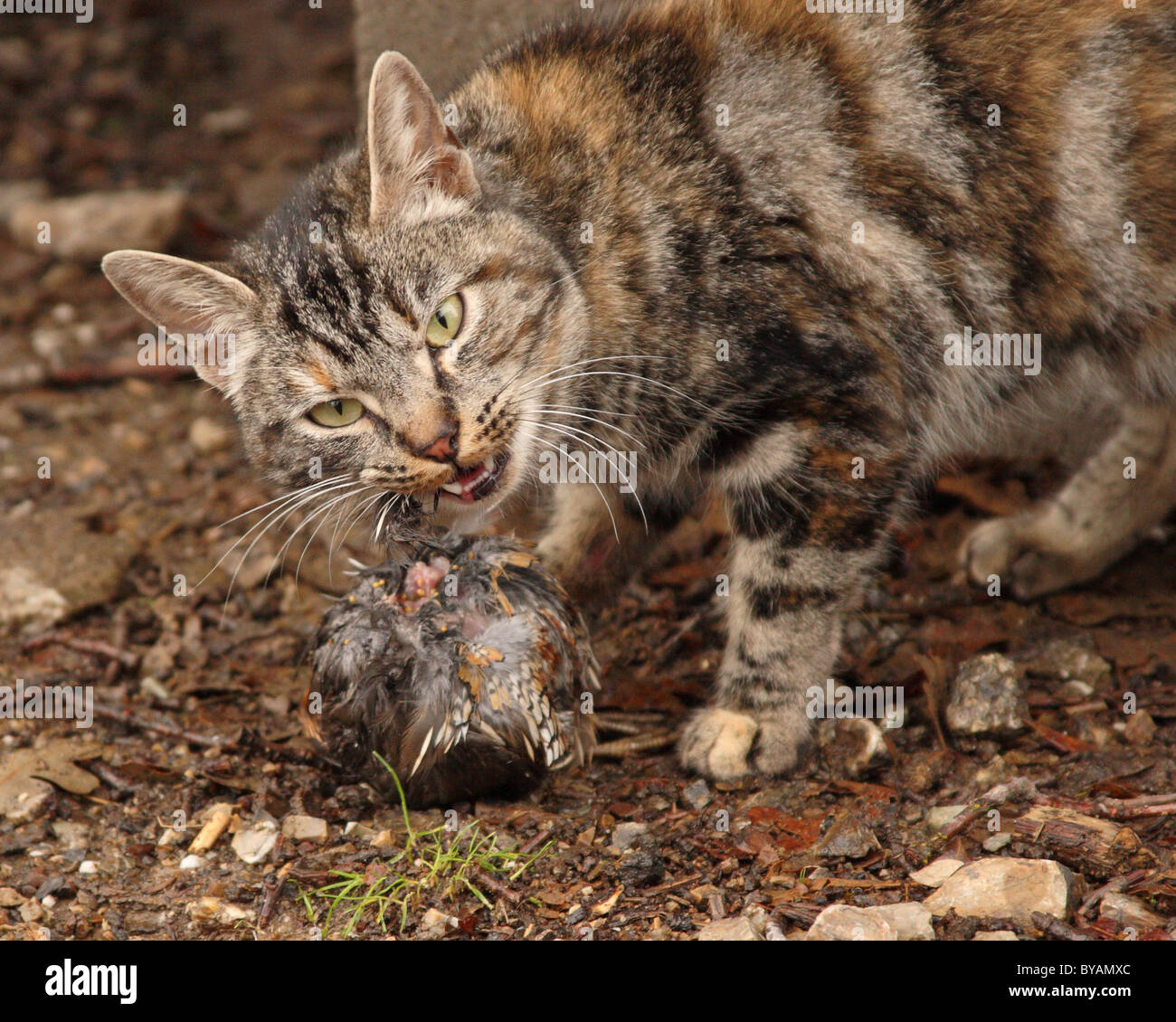 Un chat sauvage de manger un Colin de Californie. Banque D'Images