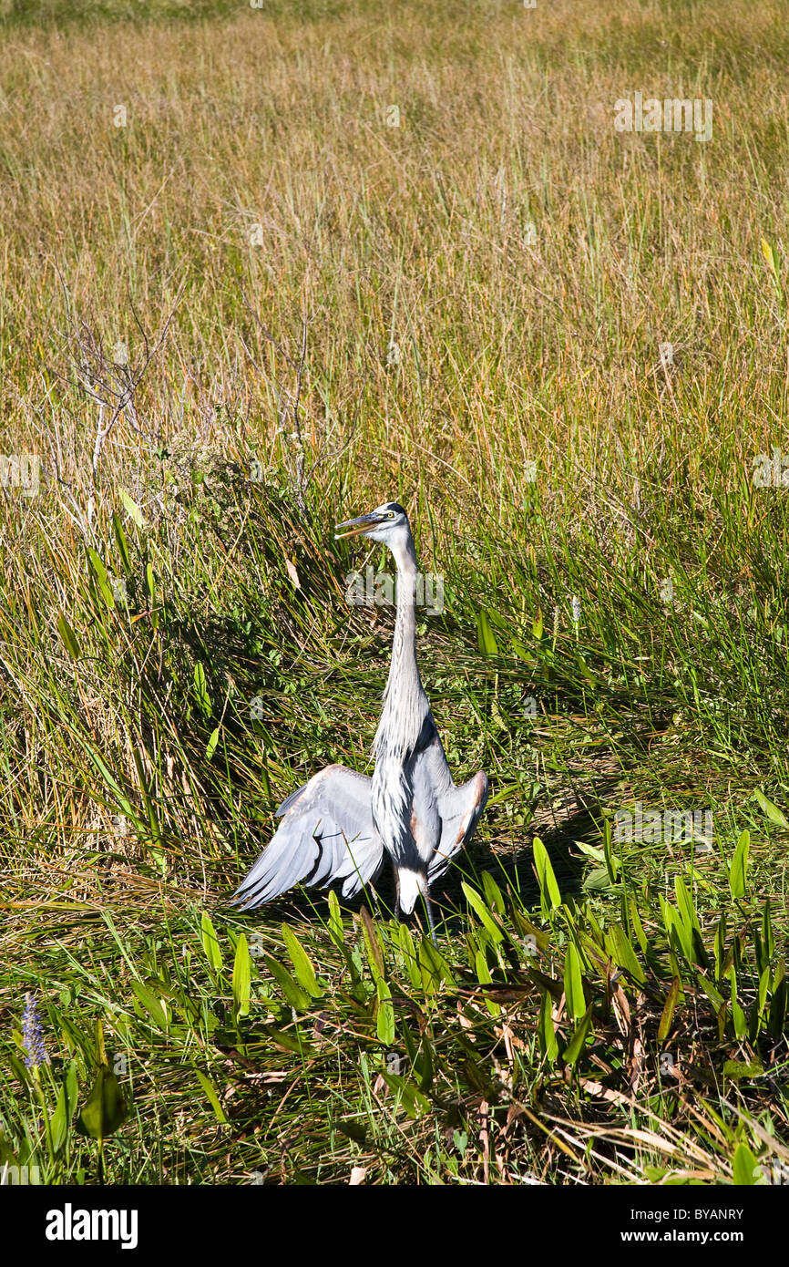 Heron, Anhinga Trail, Parc National des Everglades, Florida, USA Banque D'Images