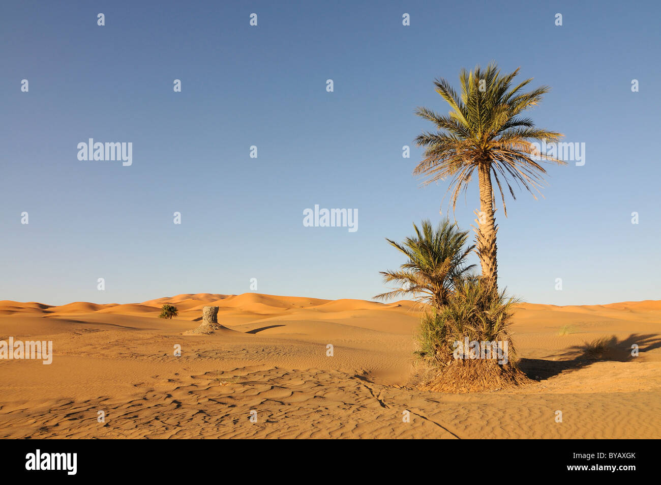 Les palmier au milieu des dunes de sable du Sahara, Merzouga, Maroc, Afrique Banque D'Images