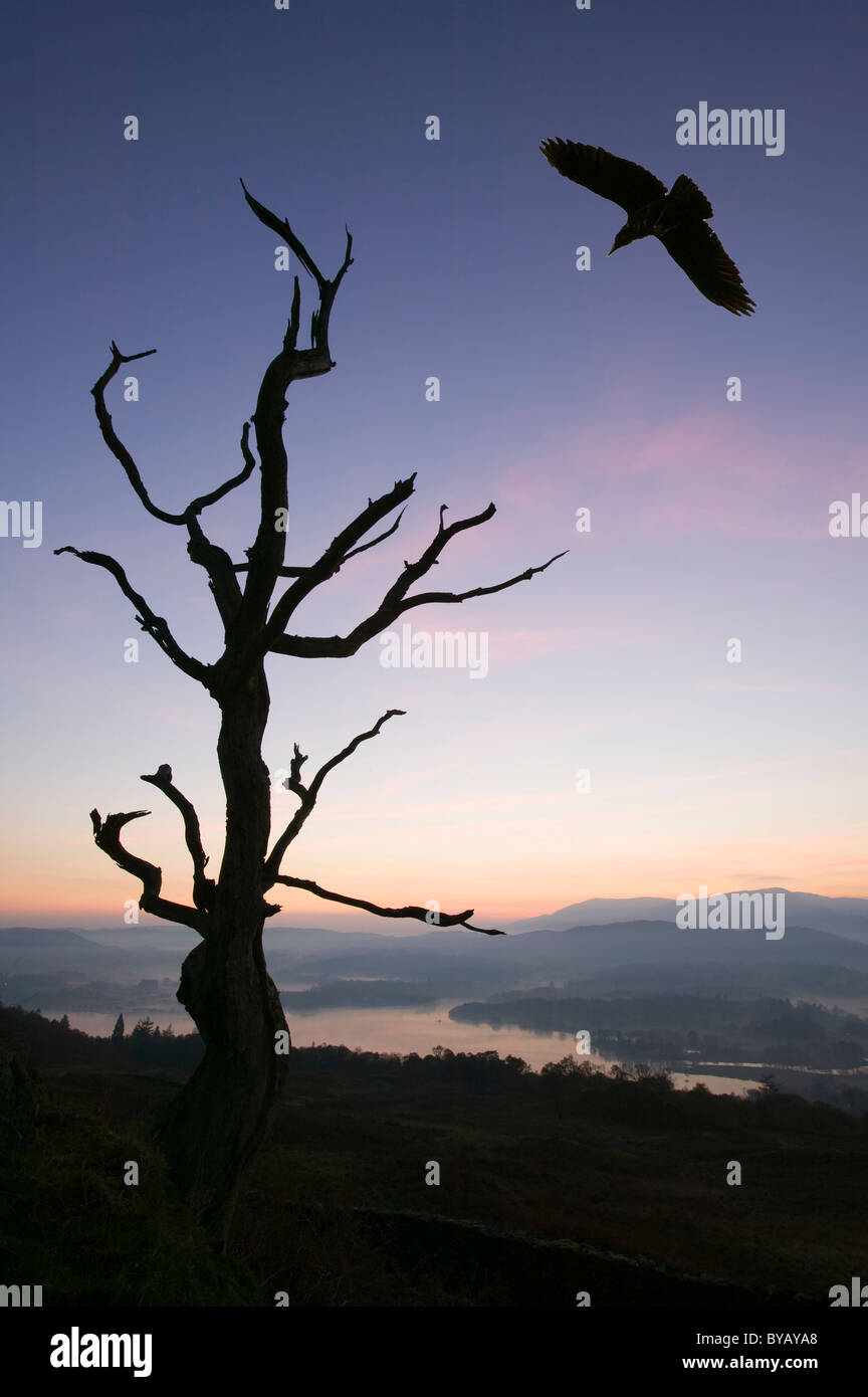 Crépuscule sur le lac Windermere Lake District UK, avec un corbeau. Banque D'Images