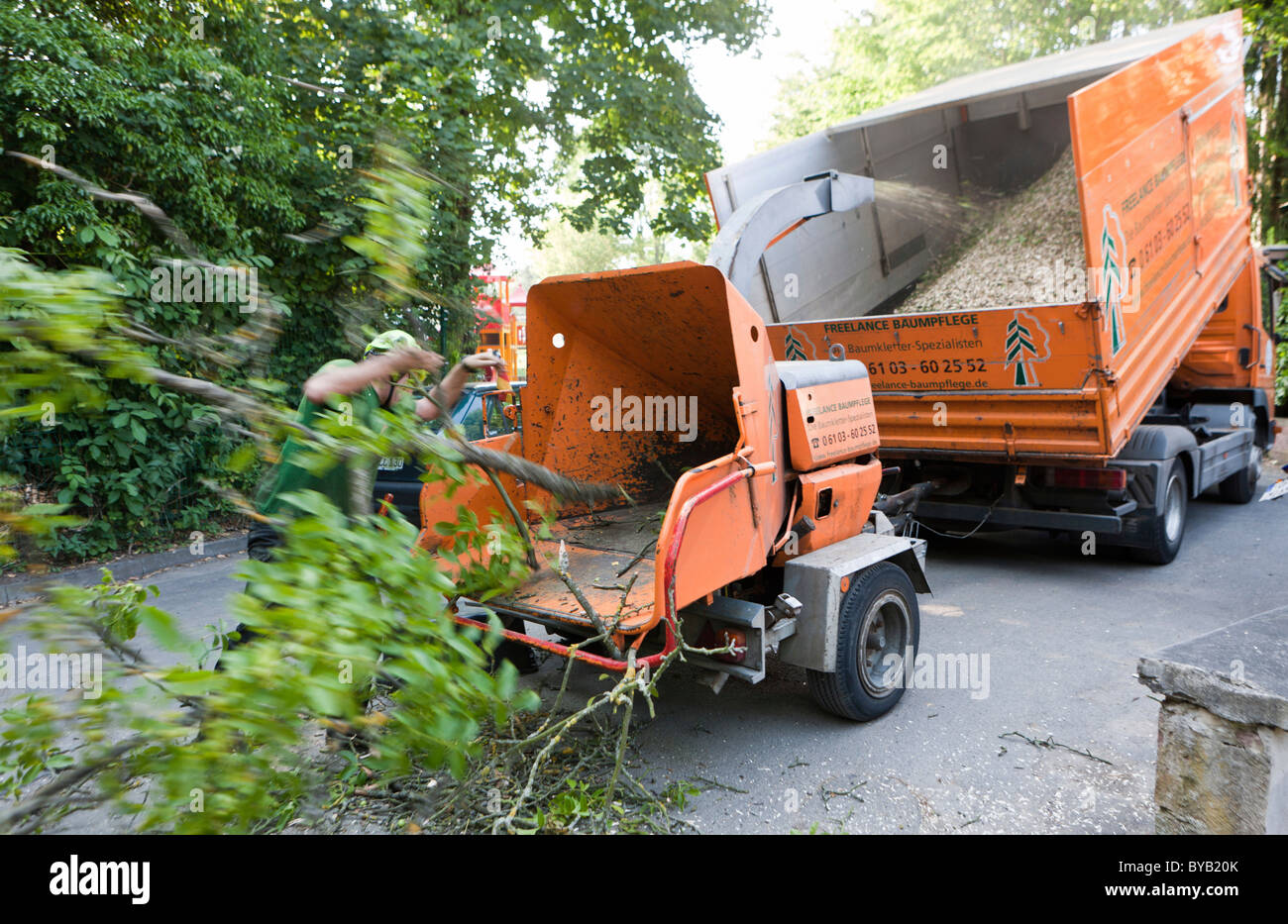 Lancer un bûcheron couper un arbre en branches pour le déchiquetage, l'Allemagne, de l'Europe Banque D'Images