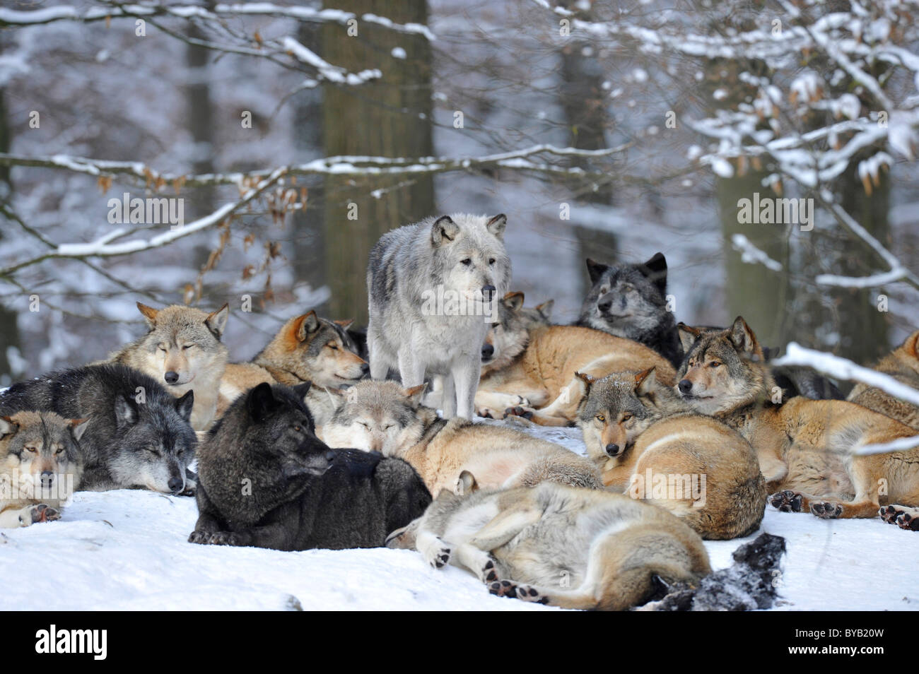 Les loups de la vallée du Mackenzie, les loups (Canis lupus occidentalis), femme de chef de meute parmi les loups dans le Banque D'Images