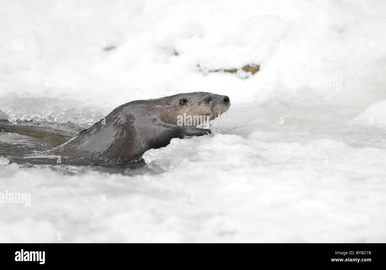 Loutre d'Europe, la loutre de rivière (Lutra lutra) qui sortent d'un trou dans la glace Banque D'Images