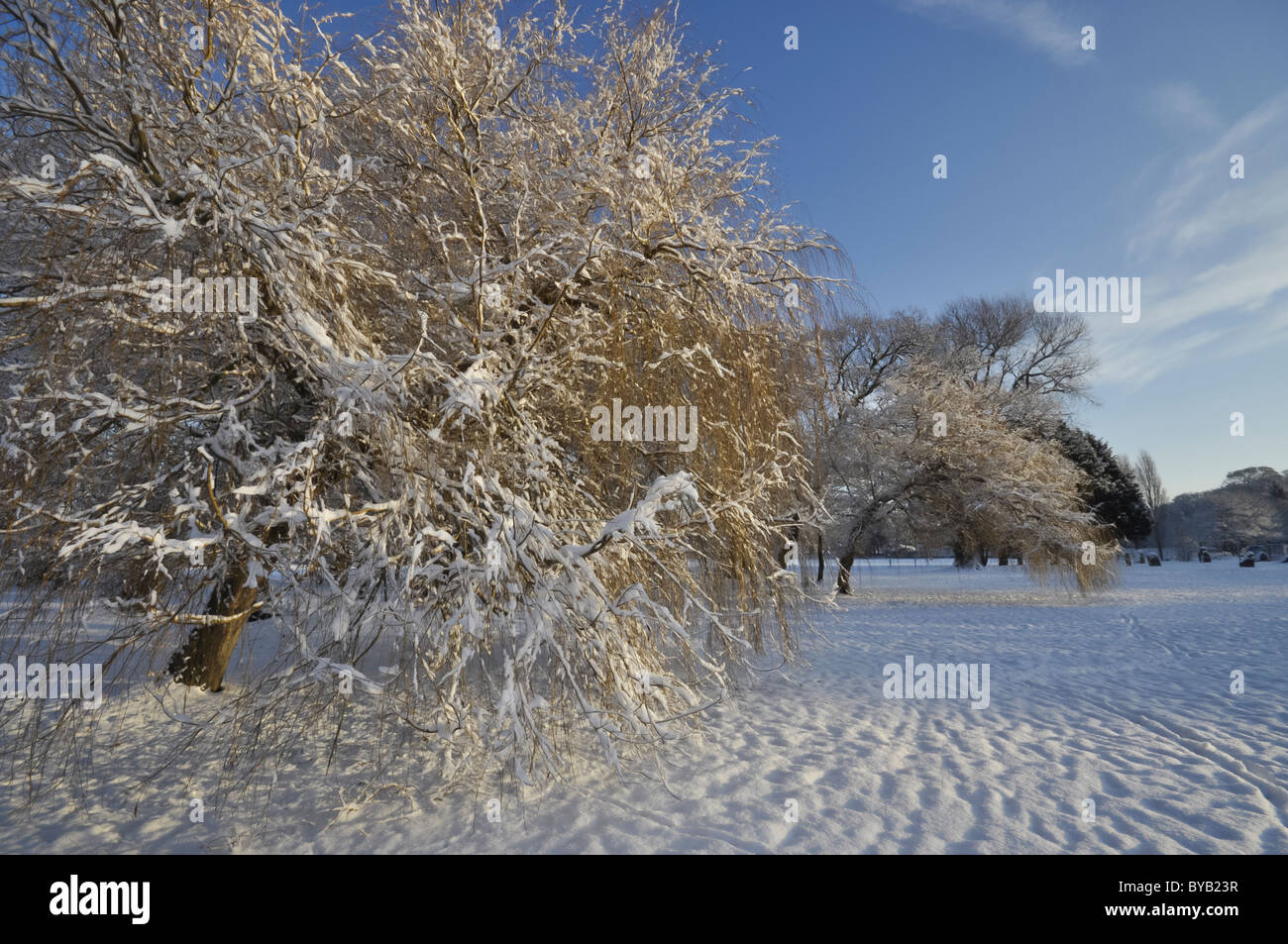 Arbres couverts de neige en hiver Banque D'Images