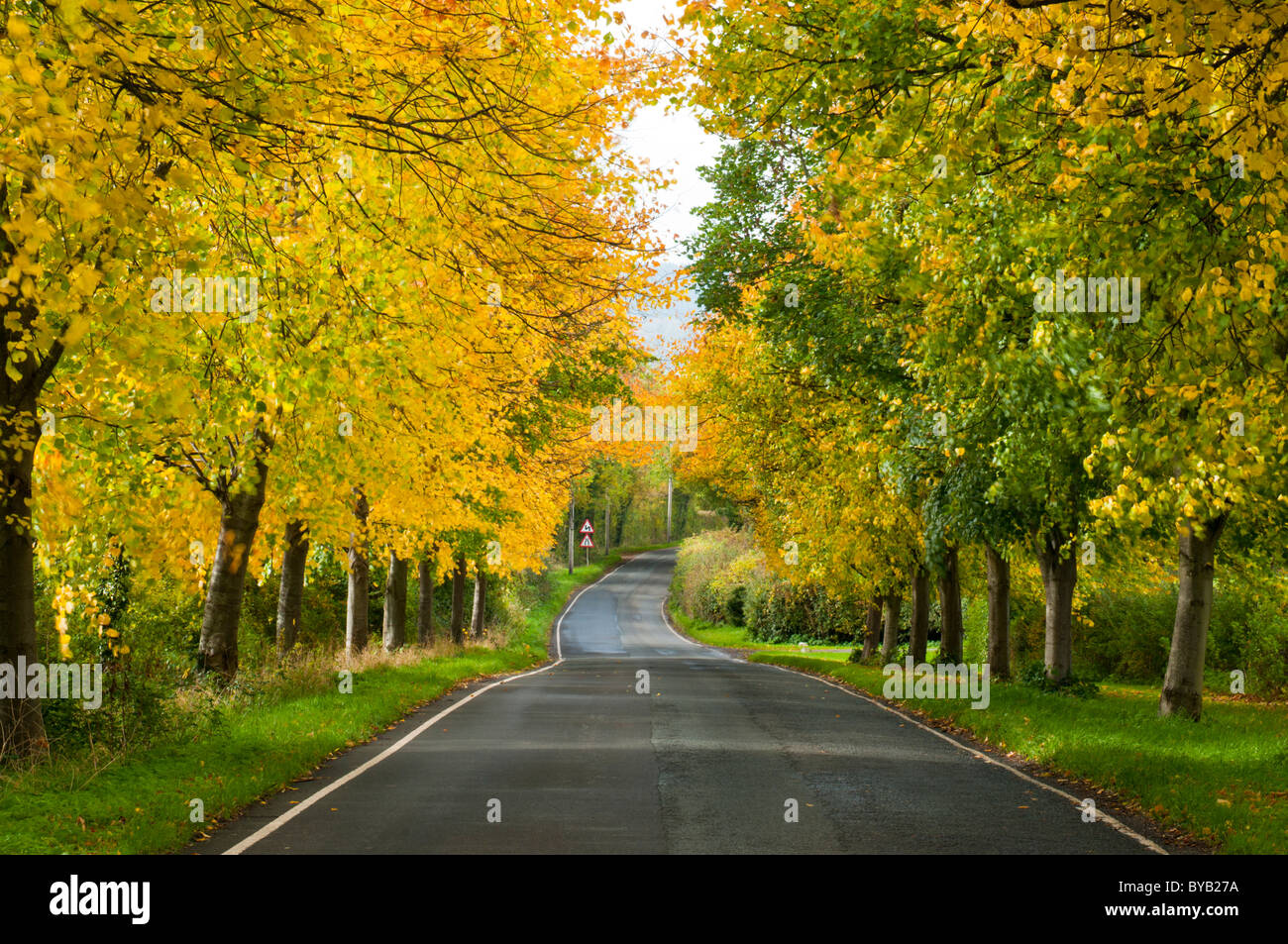 Route bordée d'arbres en automne, près de Arlingham, Gloucestershire, Cotswolds, Royaume-Uni Banque D'Images