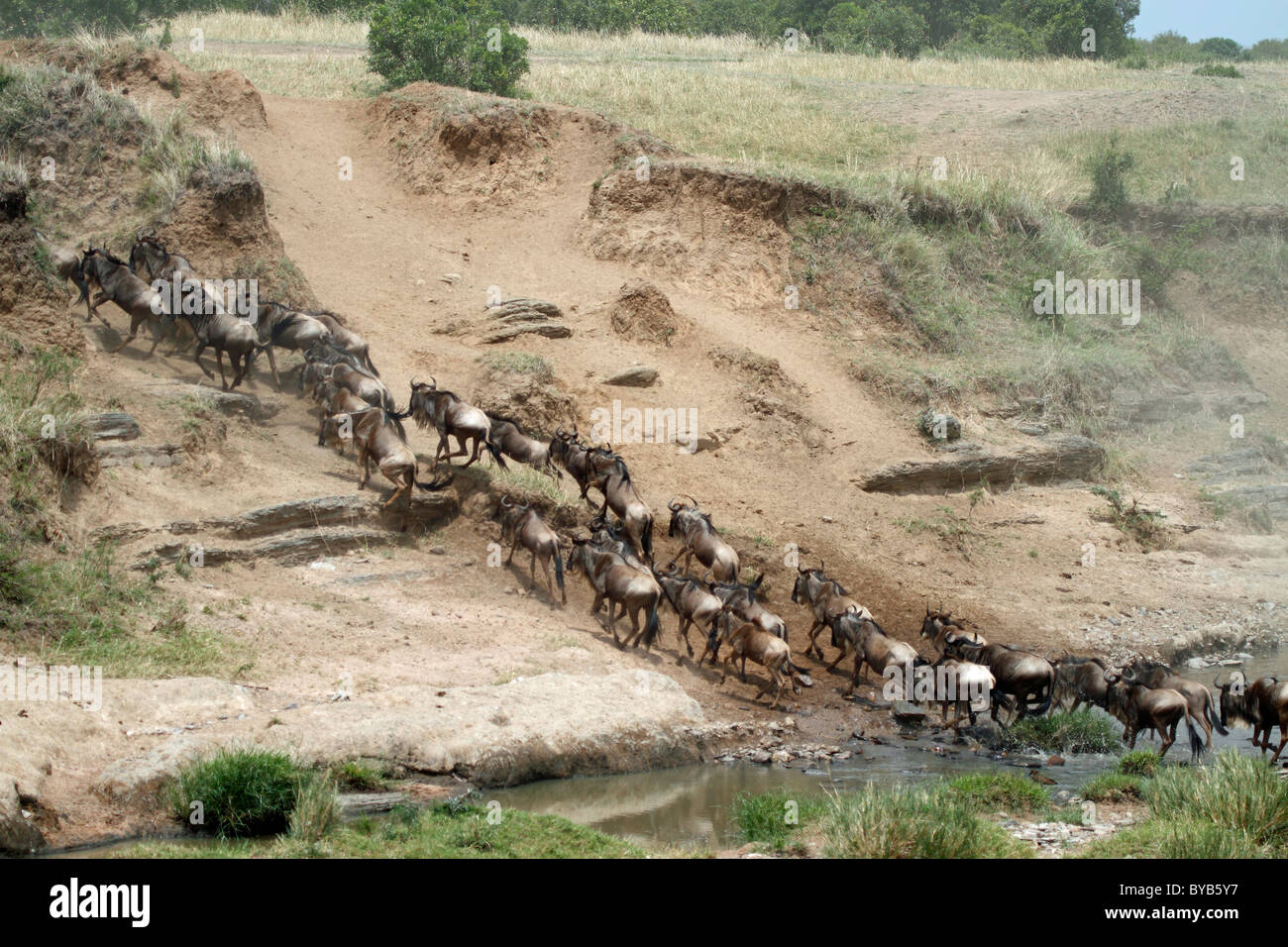 La migration des Gnous (Connochaetes taurinus), l'Afrique Banque D'Images